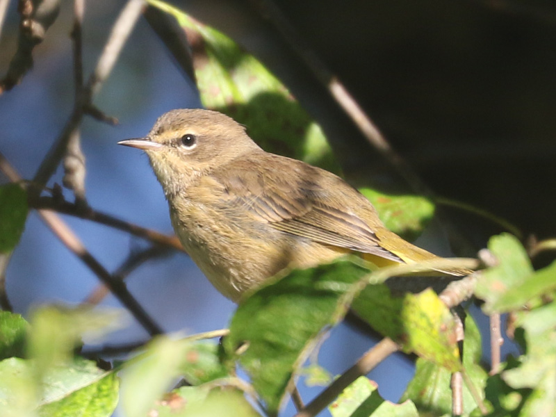 Mystery bird to be identified