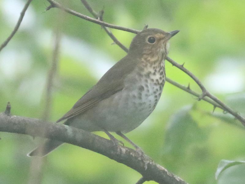 Mystery bird to be identified