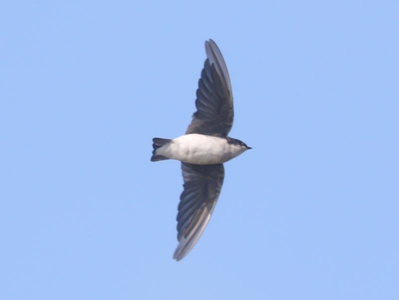 Mystery bird to be identified