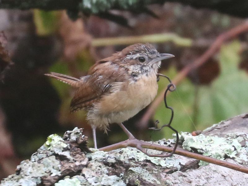Mystery bird to be identified