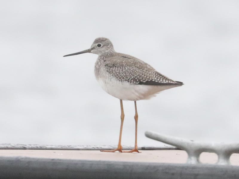 Mystery bird to be identified