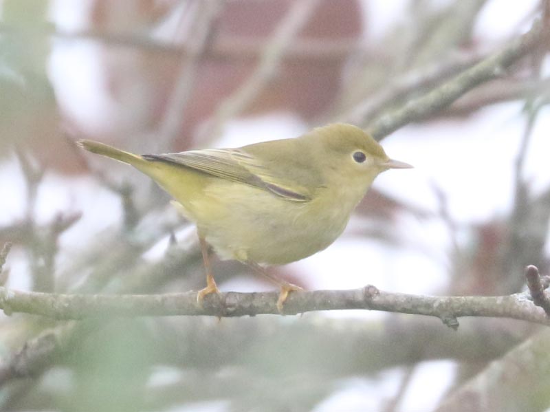 Mystery bird to be identified