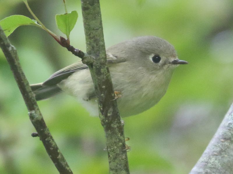 Mystery bird to be identified