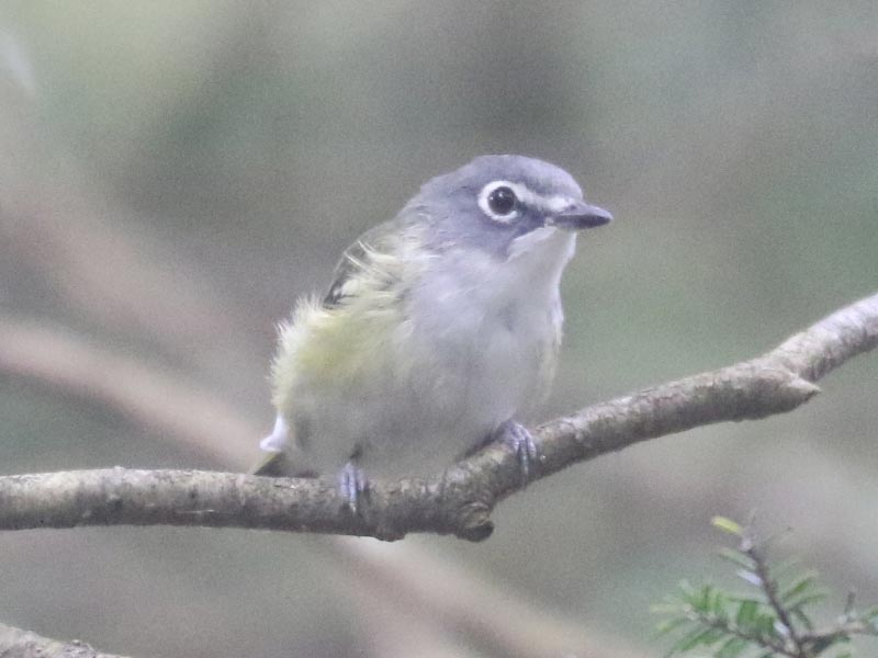 Mystery bird to be identified