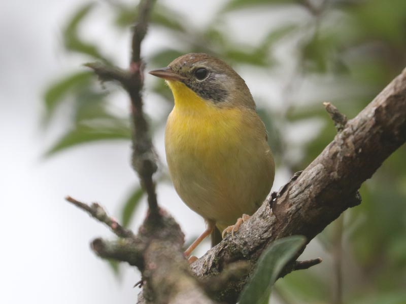 Mystery bird to be identified