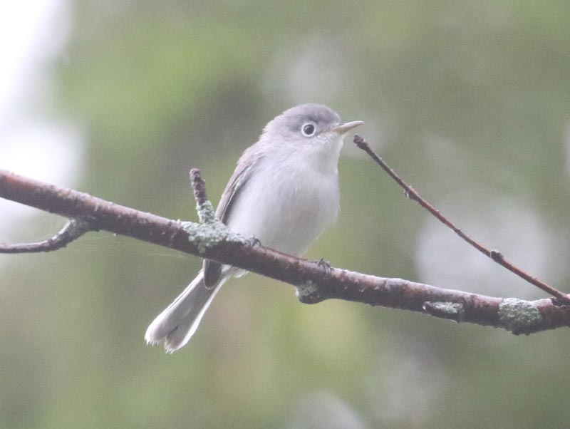 Mystery bird to be identified