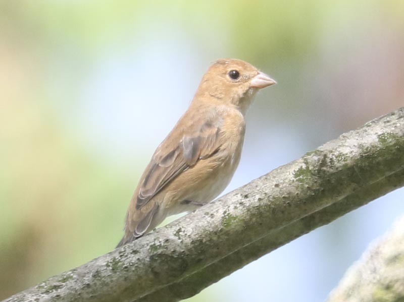 Mystery bird to be identified