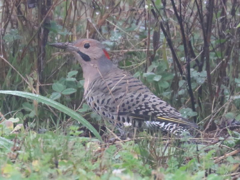 Mystery bird to be identified