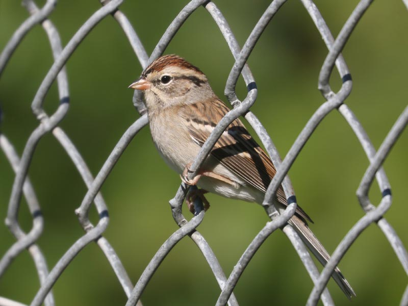 Mystery bird to be identified