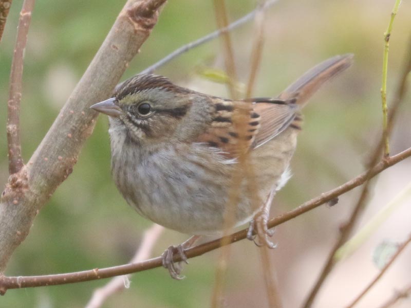 Mystery bird to be identified