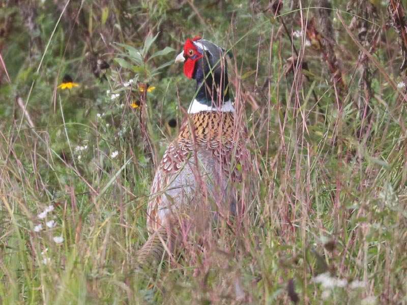Mystery bird to be identified