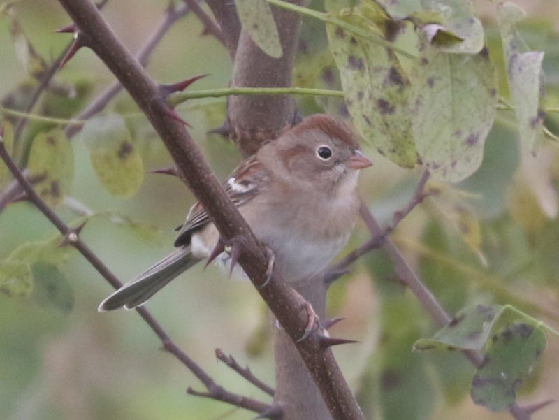 Mystery bird to be identified