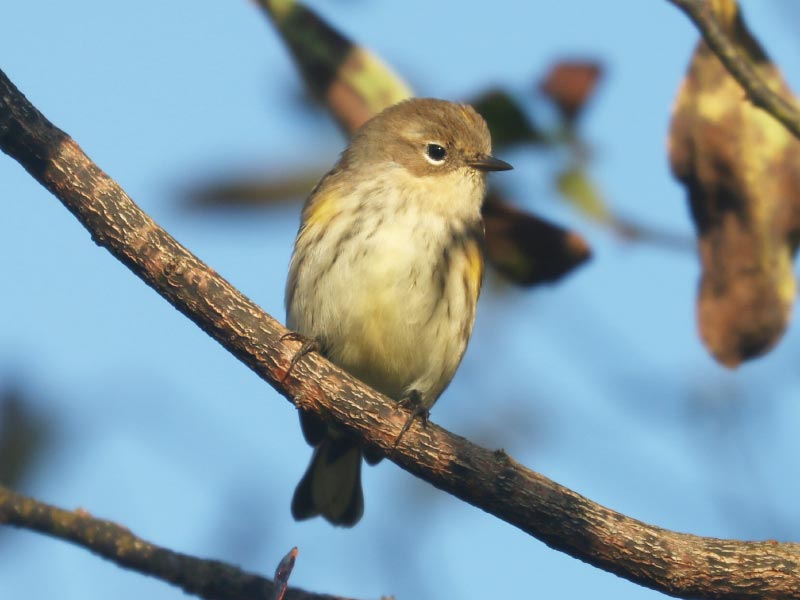 Mystery bird to be identified