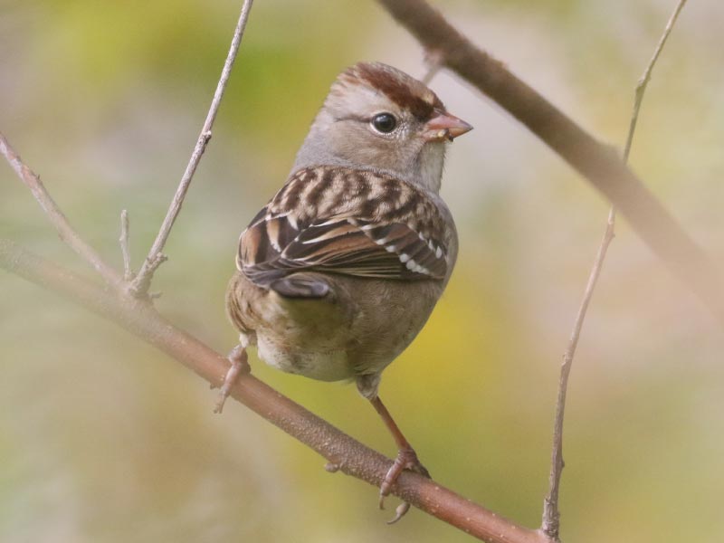 Mystery bird to be identified