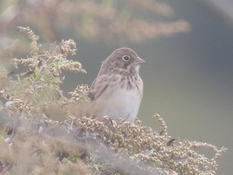 Mystery bird to be identified