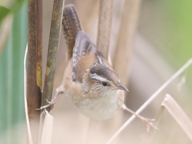 Mystery bird to be identified