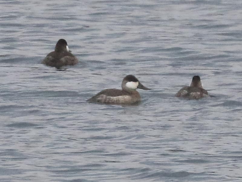 Mystery bird to be identified