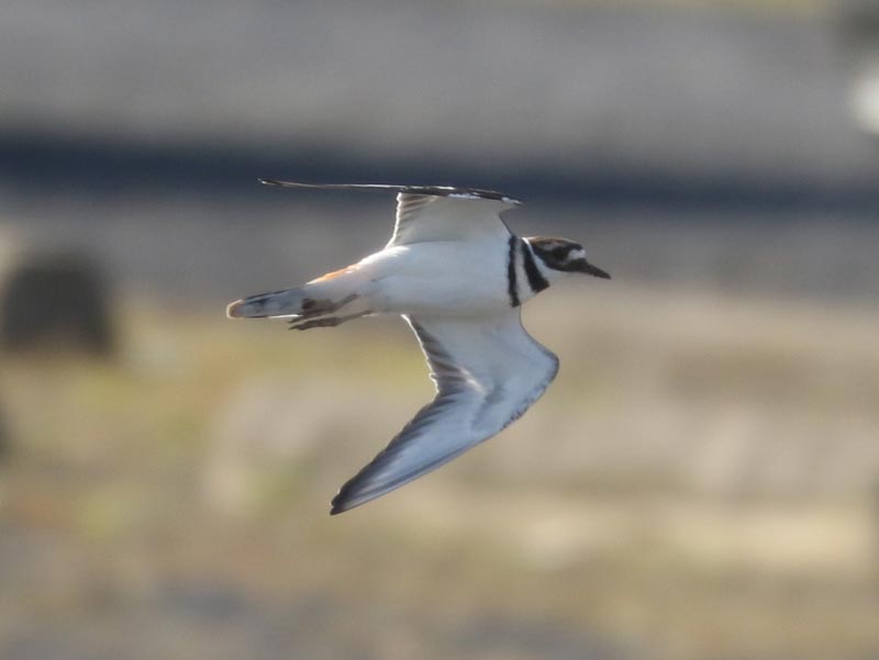 Mystery bird to be identified