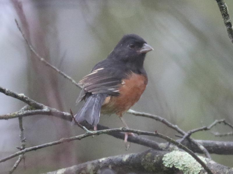 Mystery bird to be identified