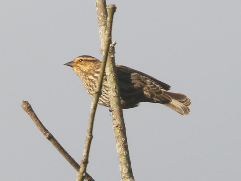 Mystery bird to be identified