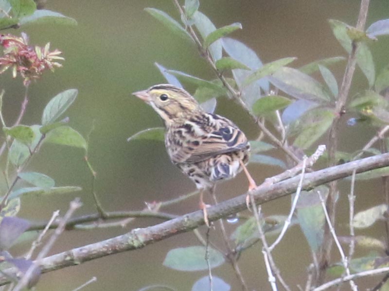 Mystery bird to be identified