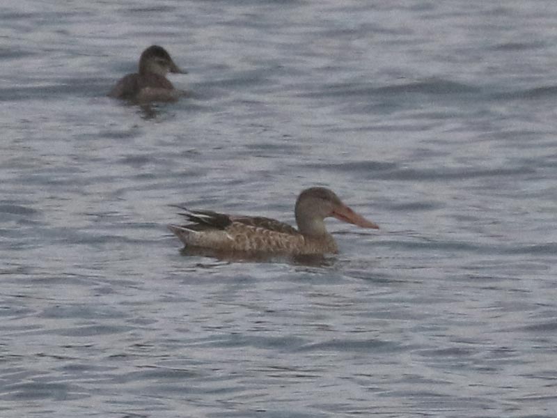Mystery bird to be identified