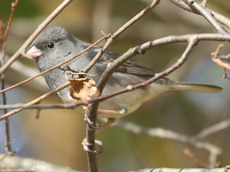 Mystery bird to be identified