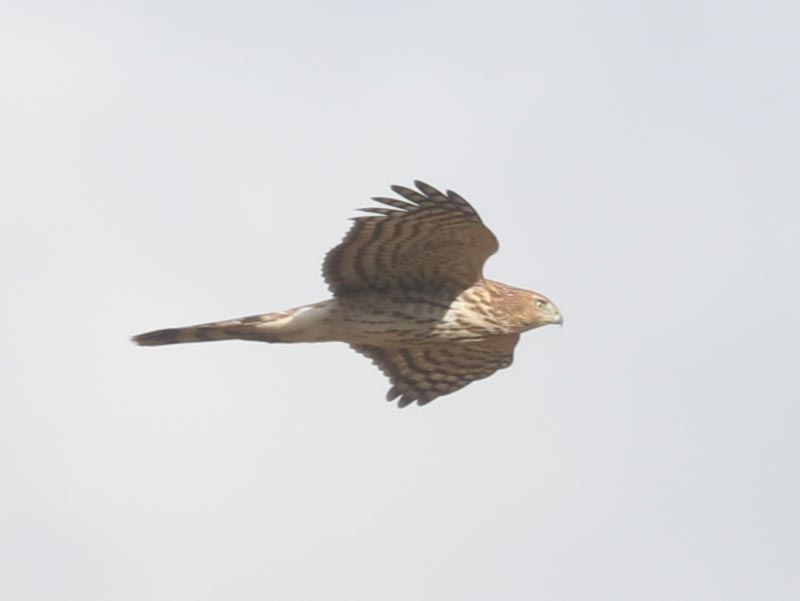 Mystery bird to be identified