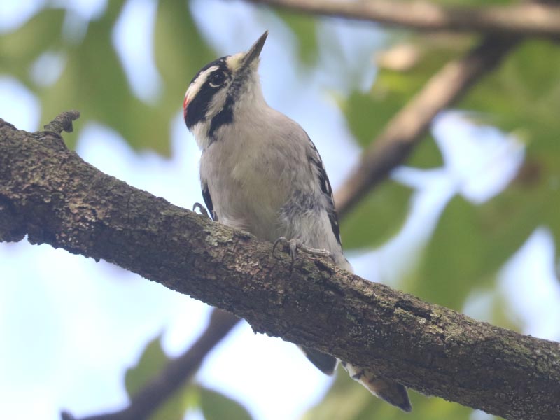 Mystery bird to be identified