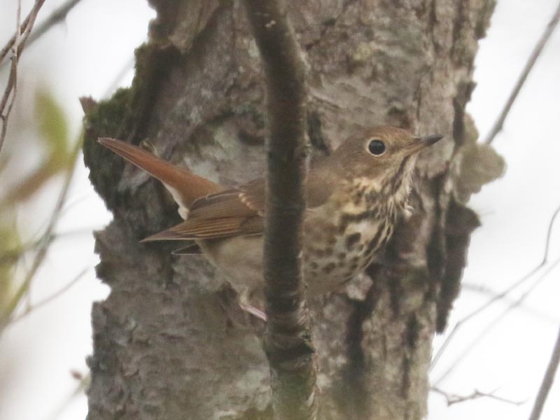 Mystery bird to be identified