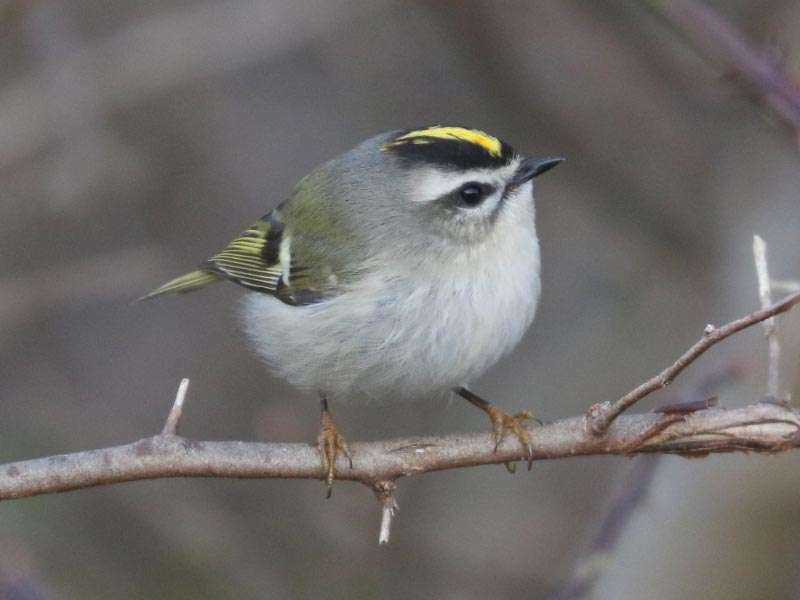 Mystery bird to be identified
