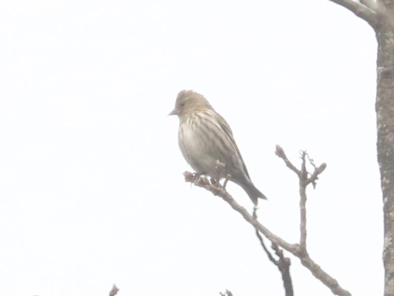 Mystery bird to be identified