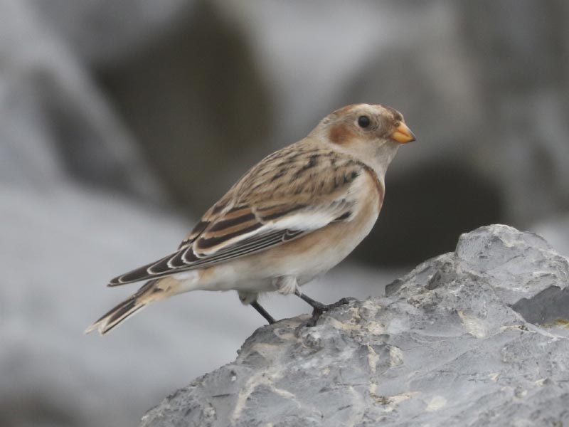 Mystery bird to be identified