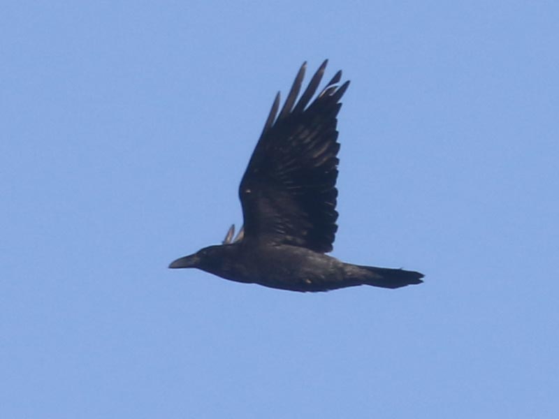 Mystery bird to be identified