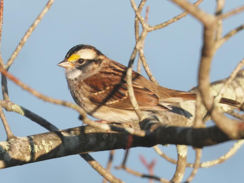 Mystery bird to be identified