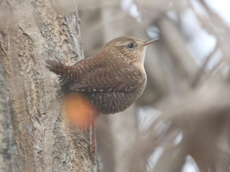 Mystery bird to be identified