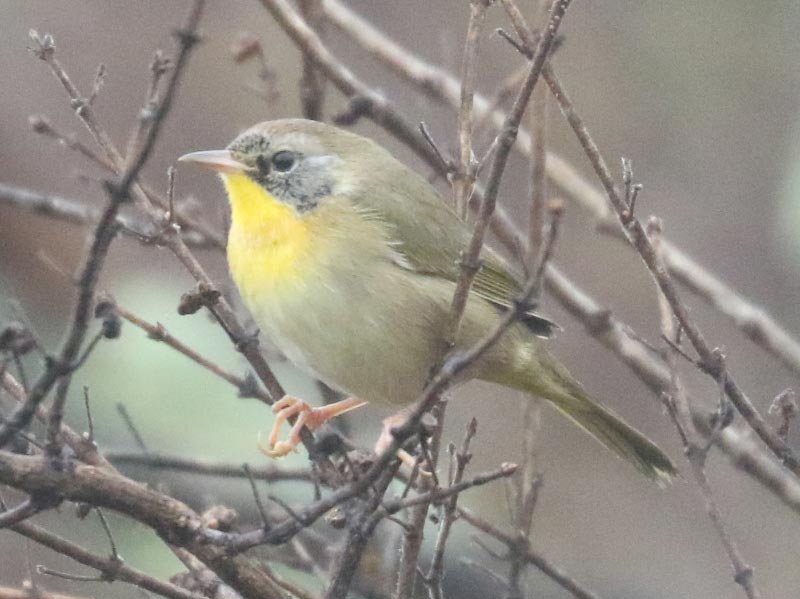 Mystery bird to be identified
