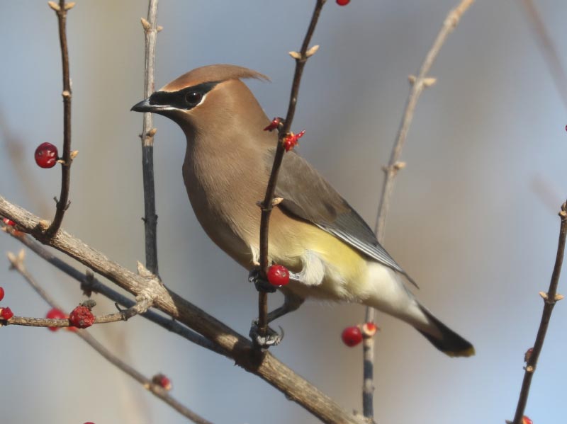 Mystery bird to be identified