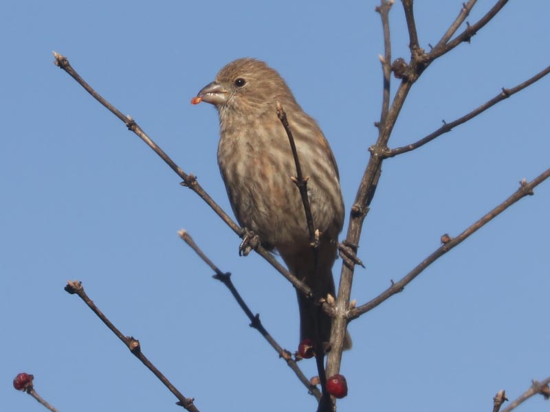Mystery bird to be identified