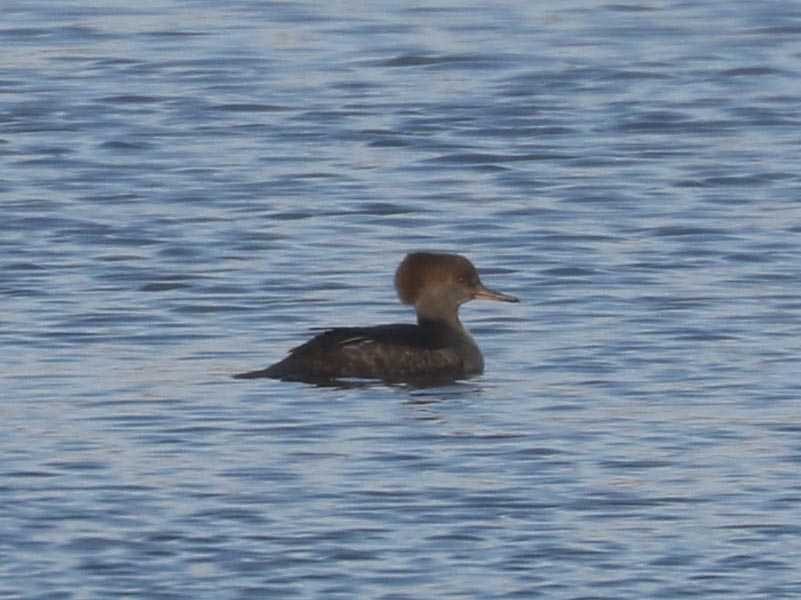 Mystery bird to be identified