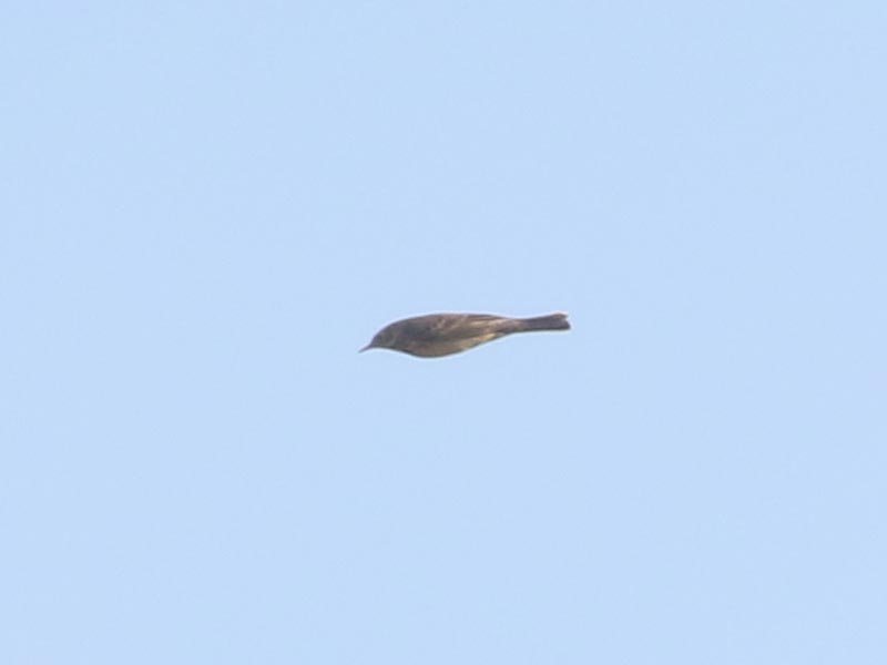 Mystery bird to be identified