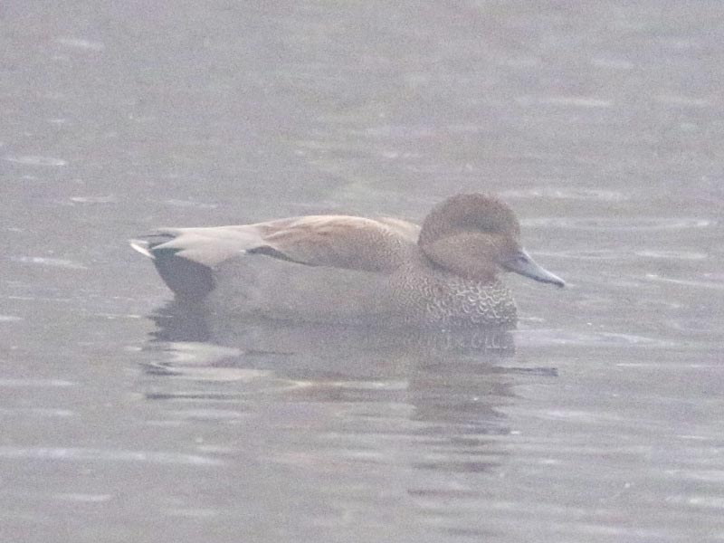Mystery bird to be identified
