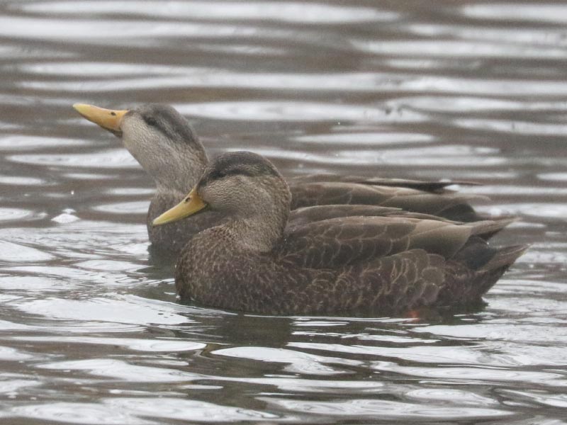Mystery birds to be identified