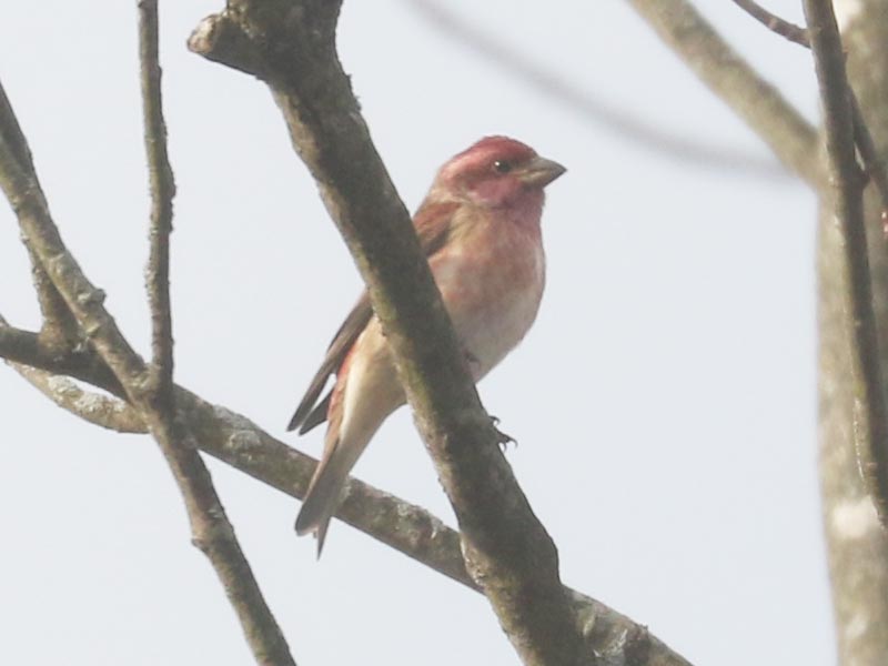 Mystery bird to be identified