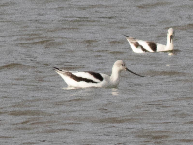 Mystery bird to be identified