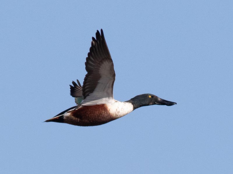 Mystery bird to be identified