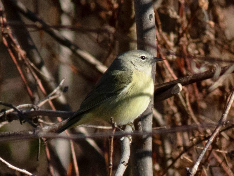 Mystery bird to be identified