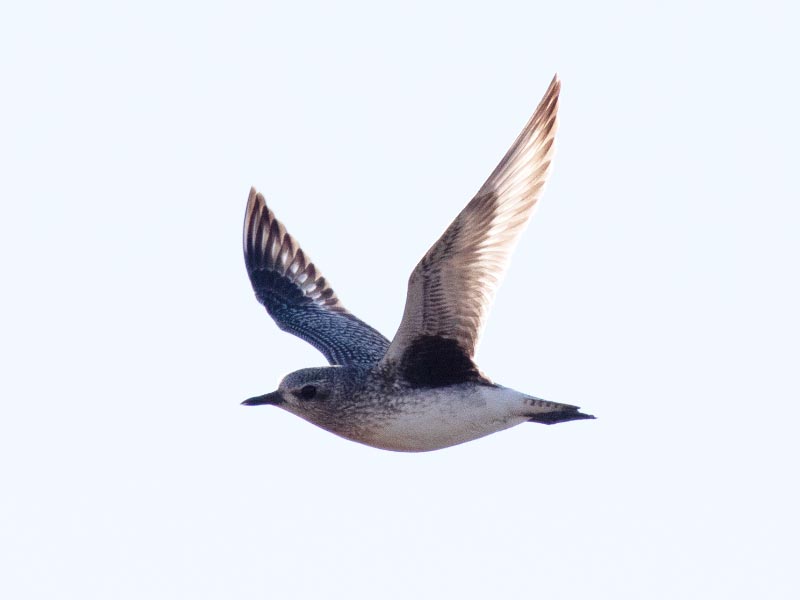 Mystery bird to be identified