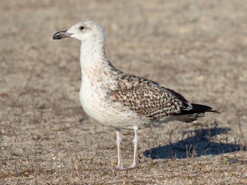 Mystery bird to be identified