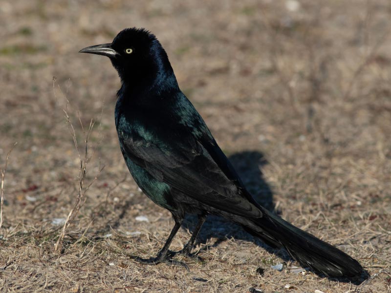 Mystery bird to be identified